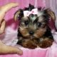 Yorkshire Terrier Puppies for sale in Anderson, AK, USA. price: NA