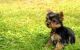 Yorkshire Terrier Puppies for sale in Rochester, MN, USA. price: NA
