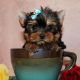 Yorkshire Terrier Puppies for sale in Cape Coral, FL, USA. price: NA