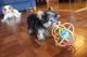 Yorkshire Terrier Puppies for sale in Downey, CA, USA. price: $500