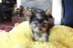 Yorkshire Terrier Puppies for sale in Fairfield, CA, USA. price: $500