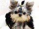 Yorkshire Terrier Puppies for sale in Tempe, AZ, USA. price: NA
