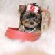 Yorkshire Terrier Puppies for sale in Surprise, AZ, USA. price: NA