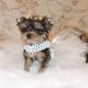 Yorkshire Terrier Puppies for sale in Flagstaff, AZ, USA. price: NA