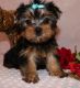 Yorkshire Terrier Puppies for sale in Alexandria, VA, USA. price: NA