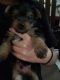 Yorkshire Terrier Puppies for sale in Pasadena, TX, USA. price: NA