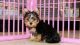 Yorkshire Terrier Puppies for sale in Charles City, IA 50616, USA. price: NA