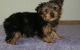 Yorkshire Terrier Puppies for sale in Albertville, MN, USA. price: $250