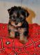 Yorkshire Terrier Puppies for sale in Bridgeville, DE 19933, USA. price: NA