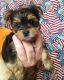 Yorkshire Terrier Puppies for sale in Basalt, ID, USA. price: NA