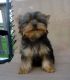 Yorkshire Terrier Puppies for sale in Alton, NH, USA. price: NA