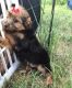 Yorkshire Terrier Puppies for sale in Agricola, MS 39452, USA. price: NA