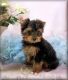 Yorkshire Terrier Puppies for sale in Adak, AK, USA. price: NA