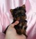 Yorkshire Terrier Puppies for sale in Atqasuk, AK 99791, USA. price: NA