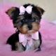 Yorkshire Terrier Puppies for sale in Ardmore, AL 35739, USA. price: NA