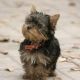 Yorkshire Terrier Puppies for sale in Berlin Township, OH, USA. price: NA