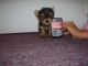 Yorkshire Terrier Puppies for sale in Waterbury, CT, USA. price: NA