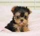 Yorkshire Terrier Puppies for sale in Palm Bay, FL, USA. price: NA