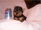 Yorkshire Terrier Puppies for sale in Allagash, ME 04774, USA. price: NA