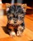 Yorkshire Terrier Puppies for sale in Billings, MT, USA. price: NA