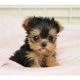 Yorkshire Terrier Puppies for sale in Yoder, WY 82244, USA. price: NA