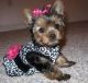 Yorkshire Terrier Puppies for sale in Fort Wayne, IN, USA. price: NA