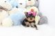 Yorkshire Terrier Puppies for sale in Florence, AL, USA. price: NA