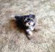 Yorkshire Terrier Puppies for sale in Angela, MT 59301, USA. price: $250
