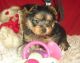 Yorkshire Terrier Puppies for sale in Cary, NC, USA. price: NA