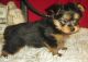 Yorkshire Terrier Puppies for sale in Gresham, OR, USA. price: NA