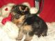 Yorkshire Terrier Puppies for sale in Tulsa, OK, USA. price: $250