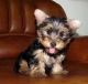 Yorkshire Terrier Puppies for sale in Alta Loma, Santa Fe, TX 77510, USA. price: NA