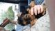 Yorkshire Terrier Puppies for sale in Bryant, IN 47326, USA. price: NA