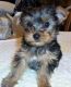 Yorkshire Terrier Puppies for sale in Rialto, CA, USA. price: NA