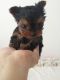 Yorkshire Terrier Puppies for sale in Thornton, CO, USA. price: NA