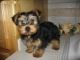 Yorkshire Terrier Puppies for sale in Aurora, CO, USA. price: $280