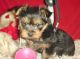 Yorkshire Terrier Puppies for sale in Texas, USA. price: $950