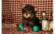 Yorkshire Terrier Puppies for sale in Arden, DE 19810, USA. price: NA