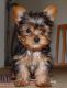 Yorkshire Terrier Puppies for sale in Akiak, AK, USA. price: NA