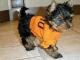 Yorkshire Terrier Puppies for sale in Aladdin, WY 82710, USA. price: NA