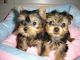Yorkshire Terrier Puppies for sale in Boston, GA 31626, USA. price: NA