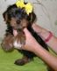 Yorkshire Terrier Puppies for sale in Joliet, IL, USA. price: NA