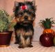 Yorkshire Terrier Puppies for sale in Hanamaulu, HI, USA. price: NA