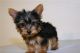 Yorkshire Terrier Puppies for sale in Charlotte, VT 05445, USA. price: NA