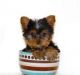 Yorkshire Terrier Puppies for sale in Baileysville, WV 24822, USA. price: NA