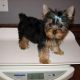Yorkshire Terrier Puppies for sale in Alexandria, AL, USA. price: NA