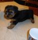 Yorkshire Terrier Puppies for sale in Fife, UK. price: NA