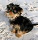 Yorkshire Terrier Puppies for sale in Alice Arm, BC V0J, Canada. price: NA