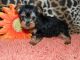 Yorkshire Terrier Puppies for sale in Boise City, OK 73933, USA. price: NA