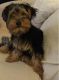 Yorkshire Terrier Puppies for sale in Lancaster, CA, USA. price: $250